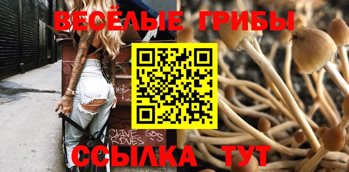 закладка  Боровичи  Псилоцибиновые грибы мицелий 